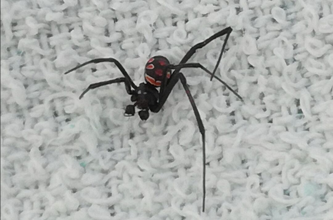 Col ragno velenoso sotto l’ombrellone, paura nella spiaggia di Murtas