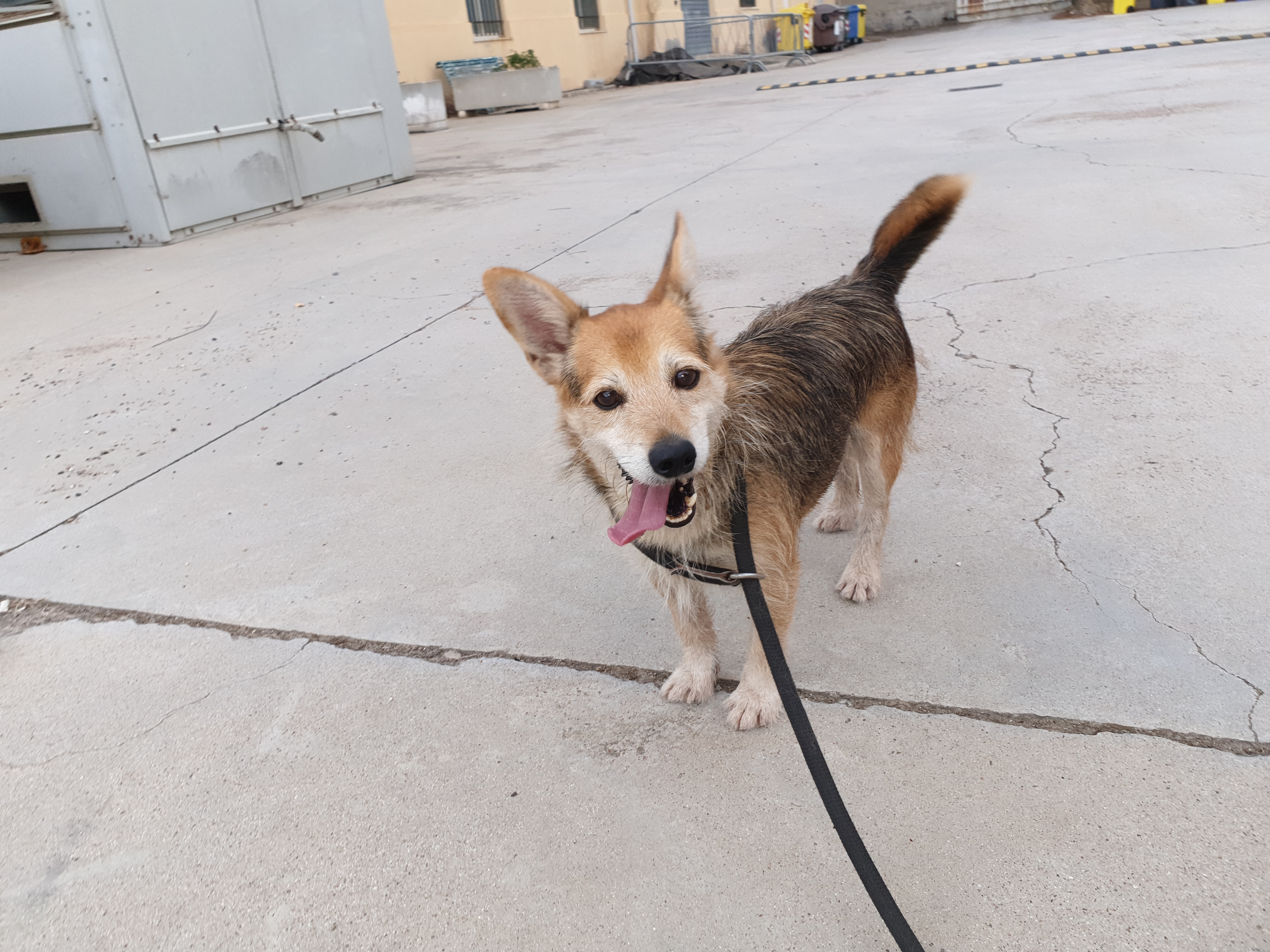 Adotta una cane dal canile di Cagliari: oggi vi presentiamo Tetris