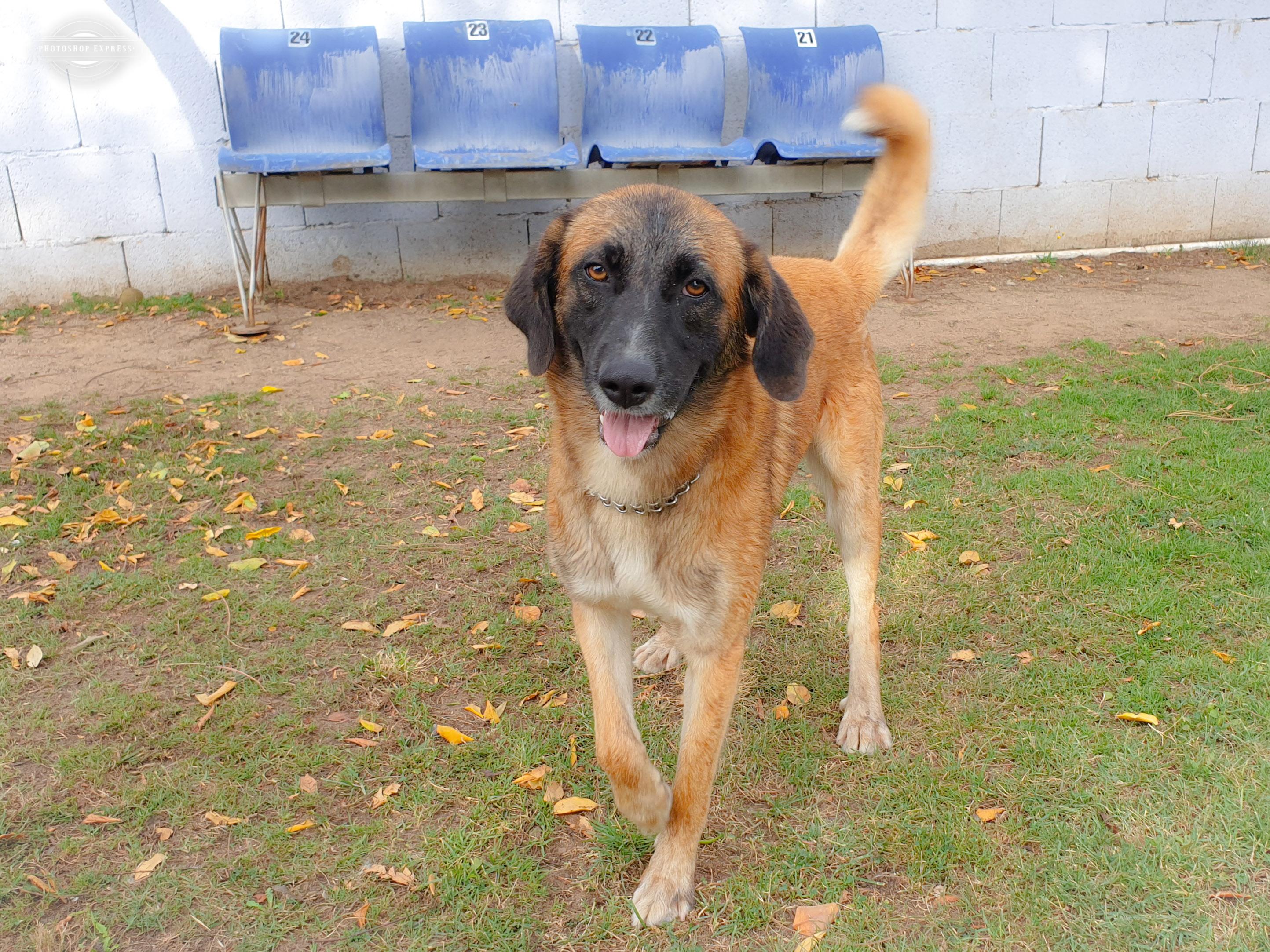 Adotta un cane dal canile di Cagliari: ecco Tick, meticcio affettuoso