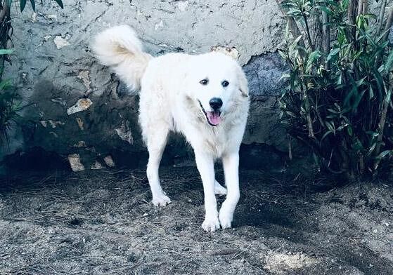 Adotta un cane dal canile di Cagliari: Urich, socievole e dal grande sorriso