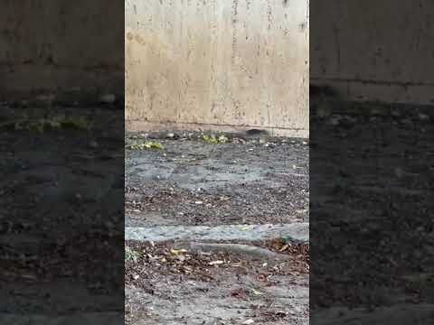 Cagliari, nuova emergenza al cimitero di San Michele: “Ecco il valzer di topi, blatte e spazzatura” (VIDEO)