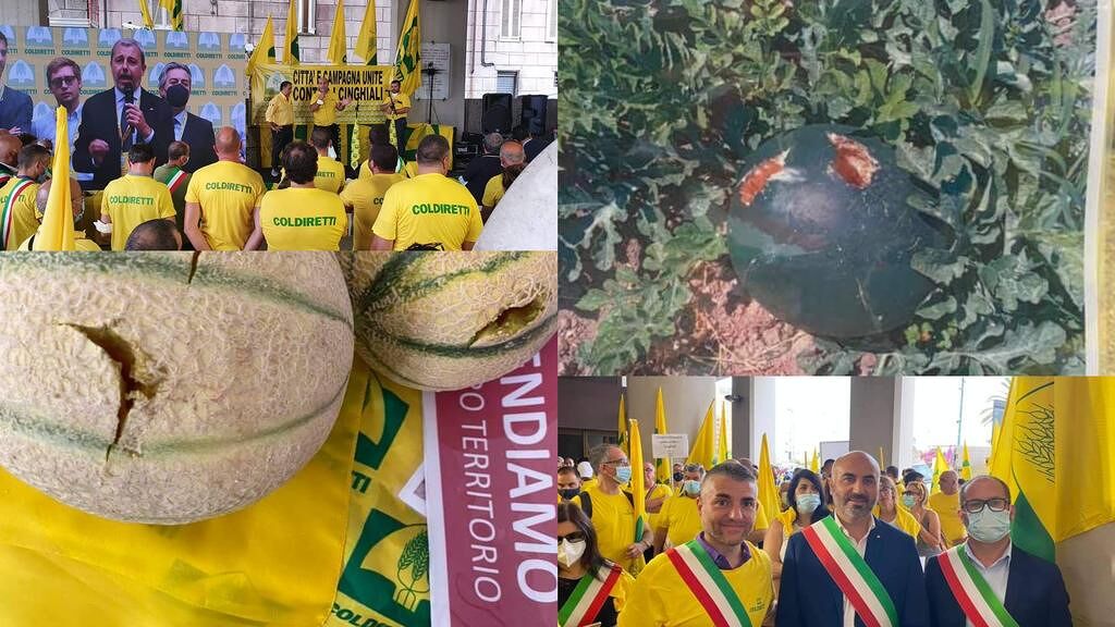 Incubo cornacchie, agricoltori disperati a Villasor: angurie, pomodori e meloni distrutti