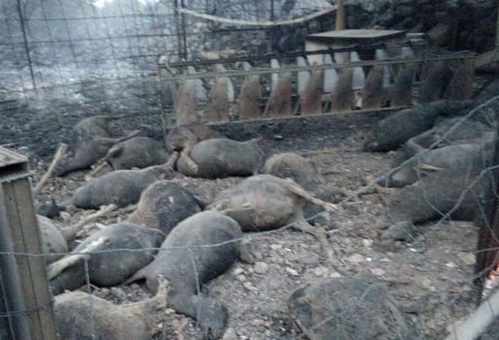 Incendio e devastazione nell’oristanese, Solinas: “Subito il ristoro dei danni alle popolazioni colpite”