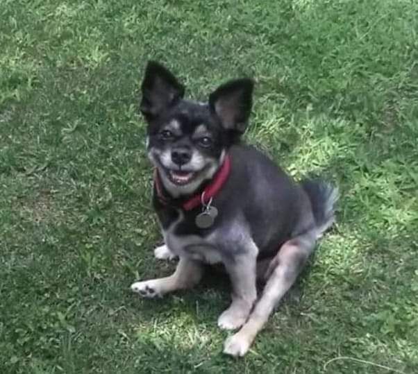 Radio Zampetta Sarda: aiutiamo Lula a tornare a casa a Poggio dei Pini