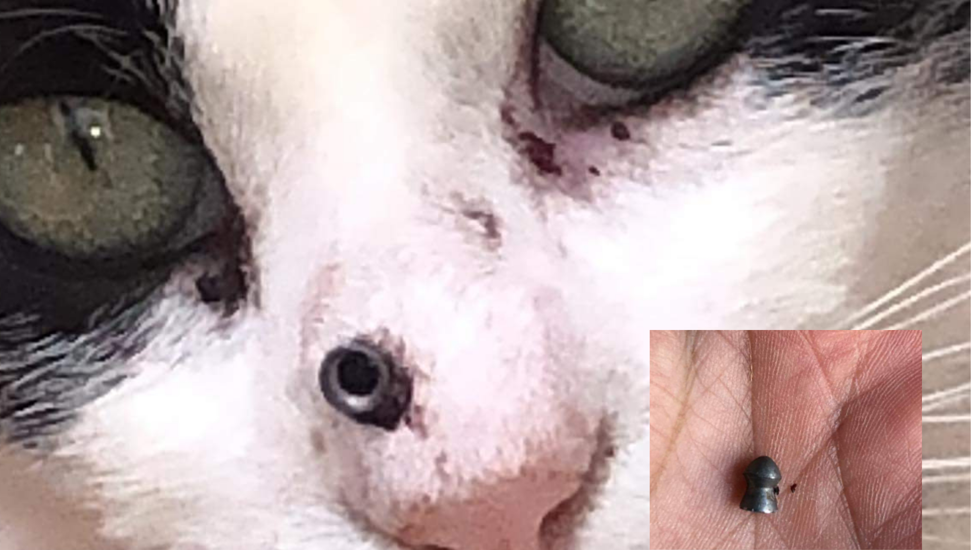 Orrore a Torre delle Stelle, piombino sparato sul muso a una gatta