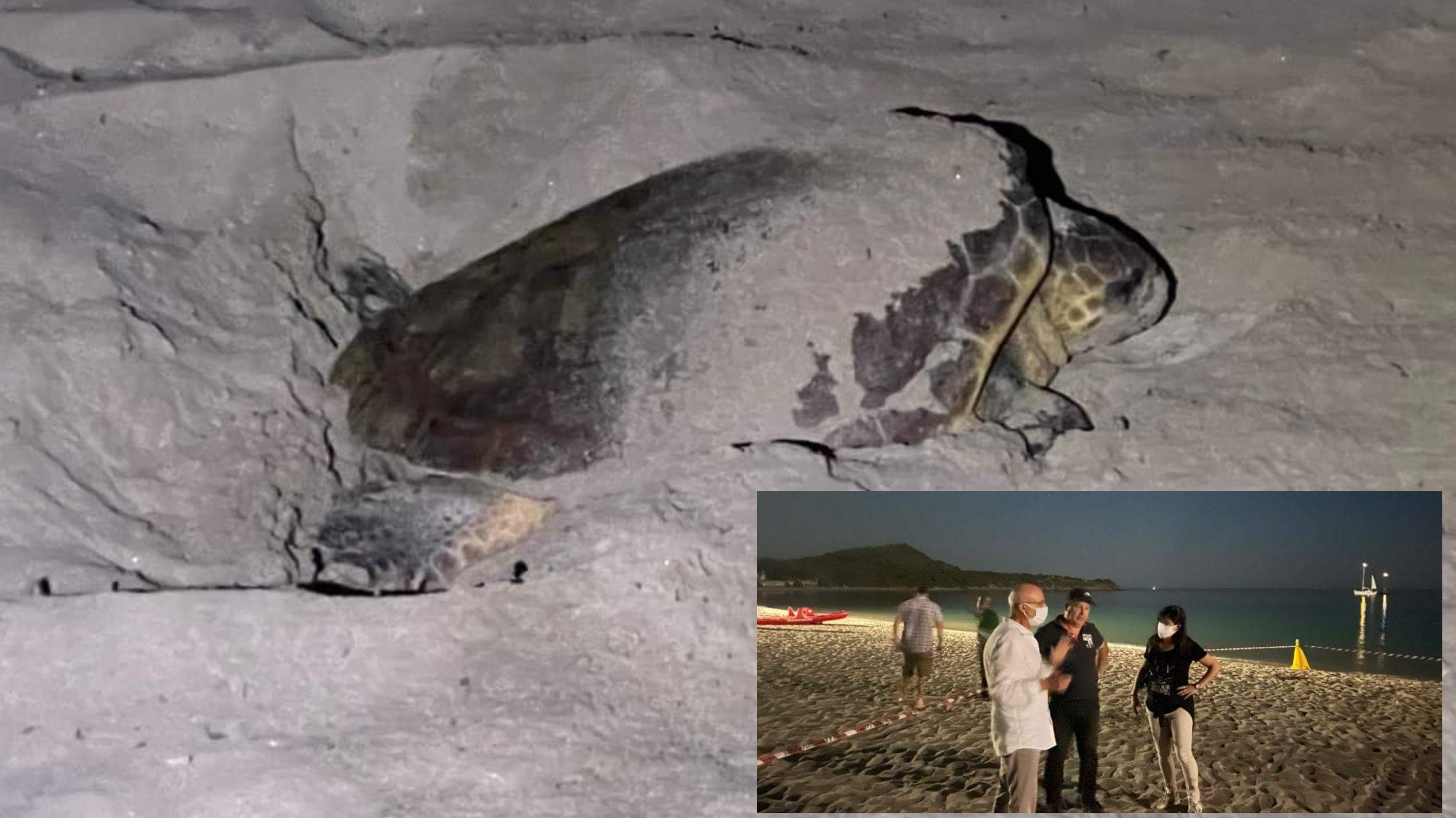 La Caretta caretta depone le uova anche a Pula: un altro nido in Sardegna