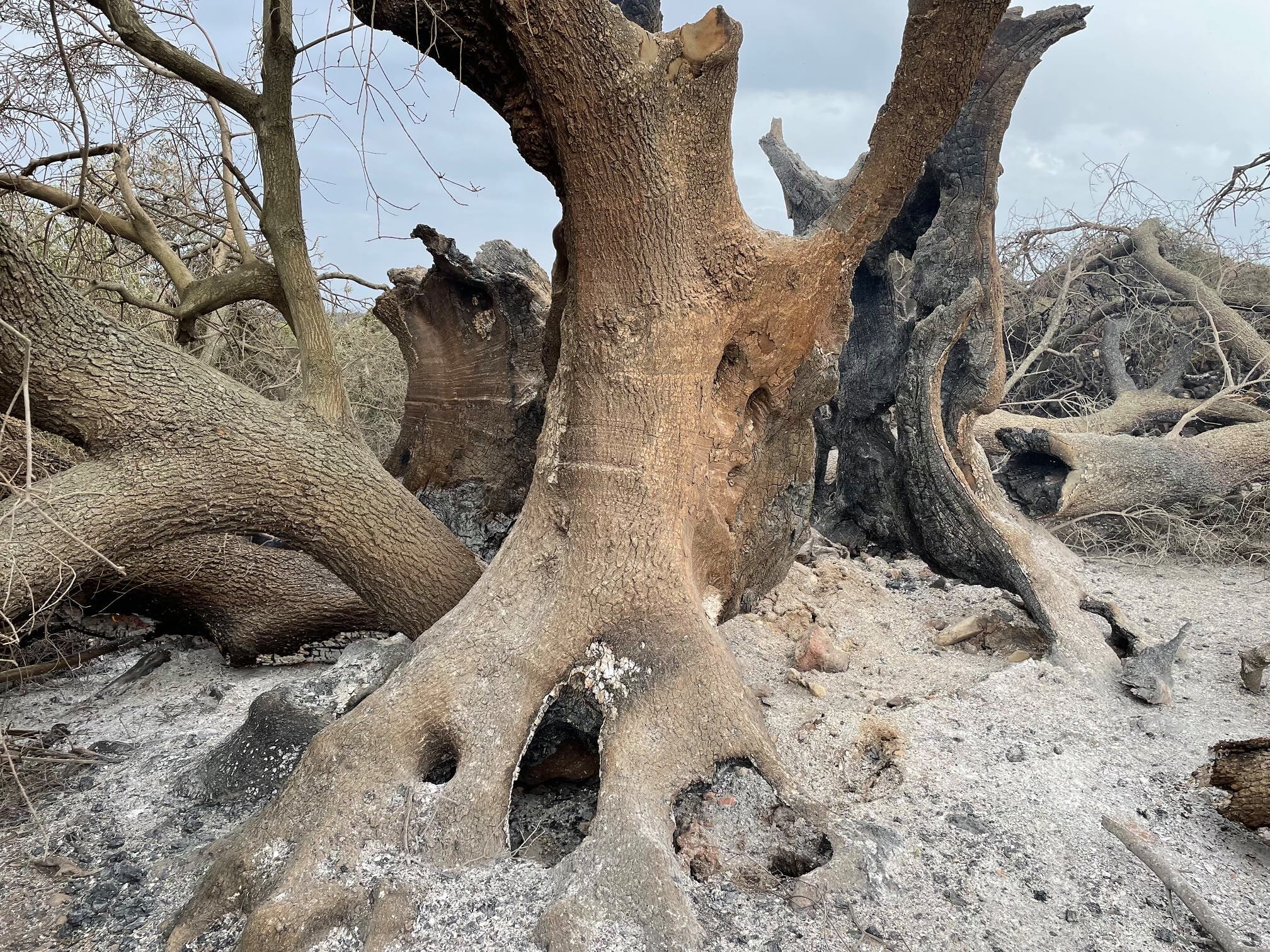 Cuglieri, speranze per l’ulivo millenario inghiottito dal fuoco: “Il patriarca vivrà ancora”
