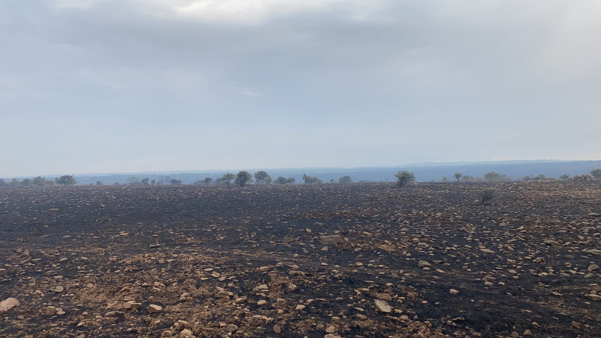 Incendi, Sardegna sotto assedio: persi bestiame, fienili e pascoli