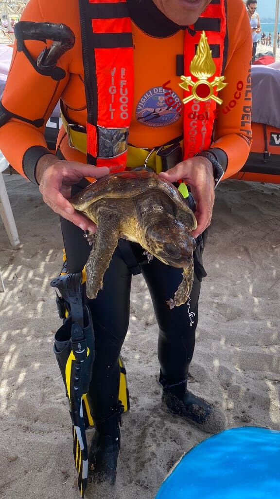Tartaruga ferita al Poetto: lo spettacolare salvataggio del vigili del fuoco in spiaggia