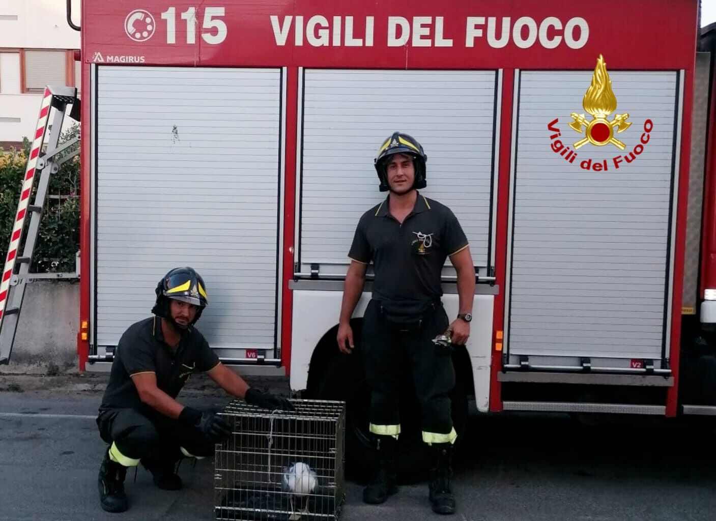 Si incastra nel motore di un climatizzatore, gabbiano soccorso a Pirri