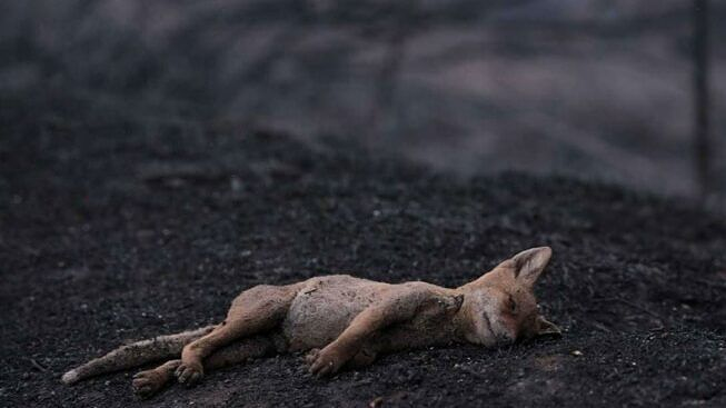 Incendi: il Grig chiede la sospensione della caccia in Sardegna, Sicilia e Calabria