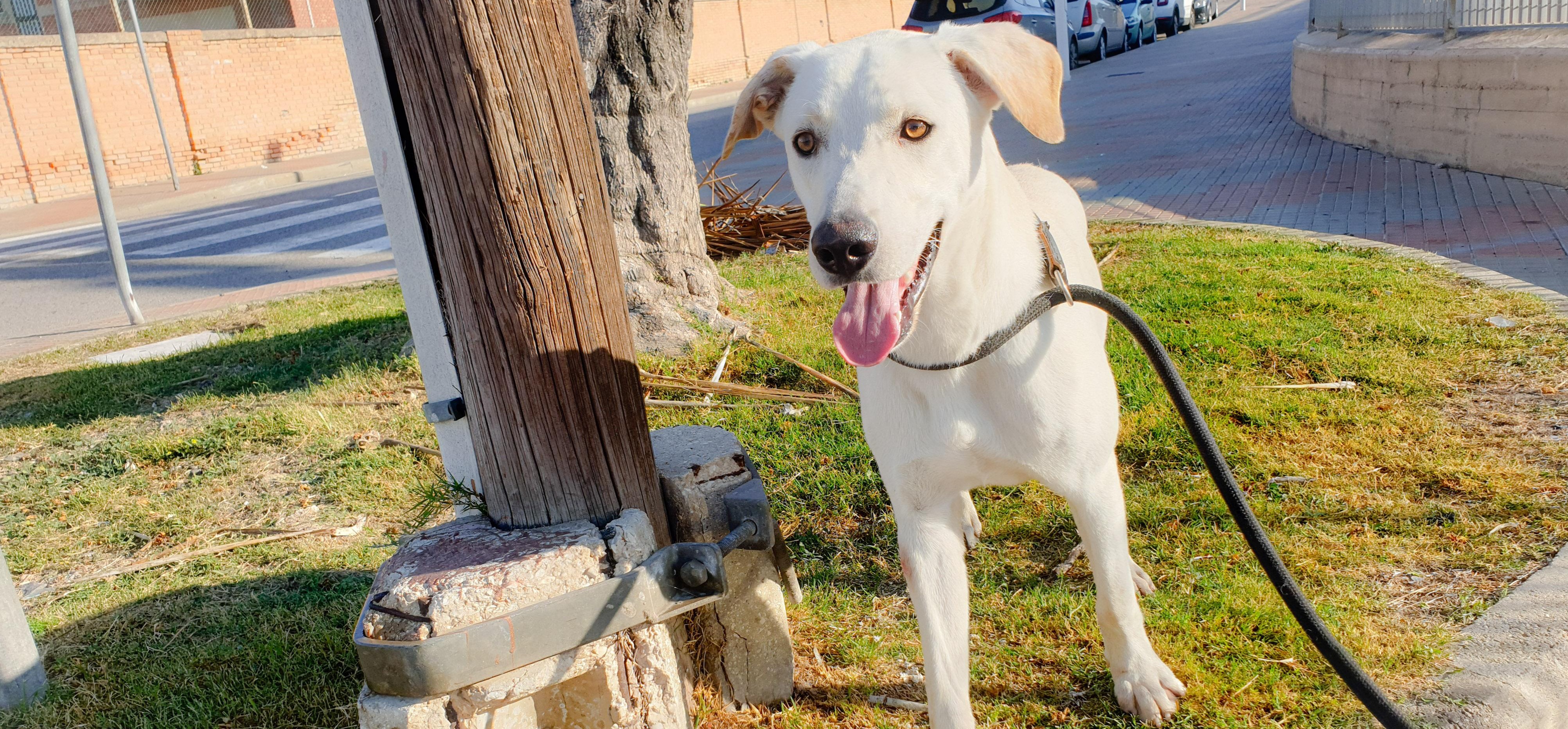 Cagliari, adotta un cane dal canile: ecco l’affettuosissimo Fred