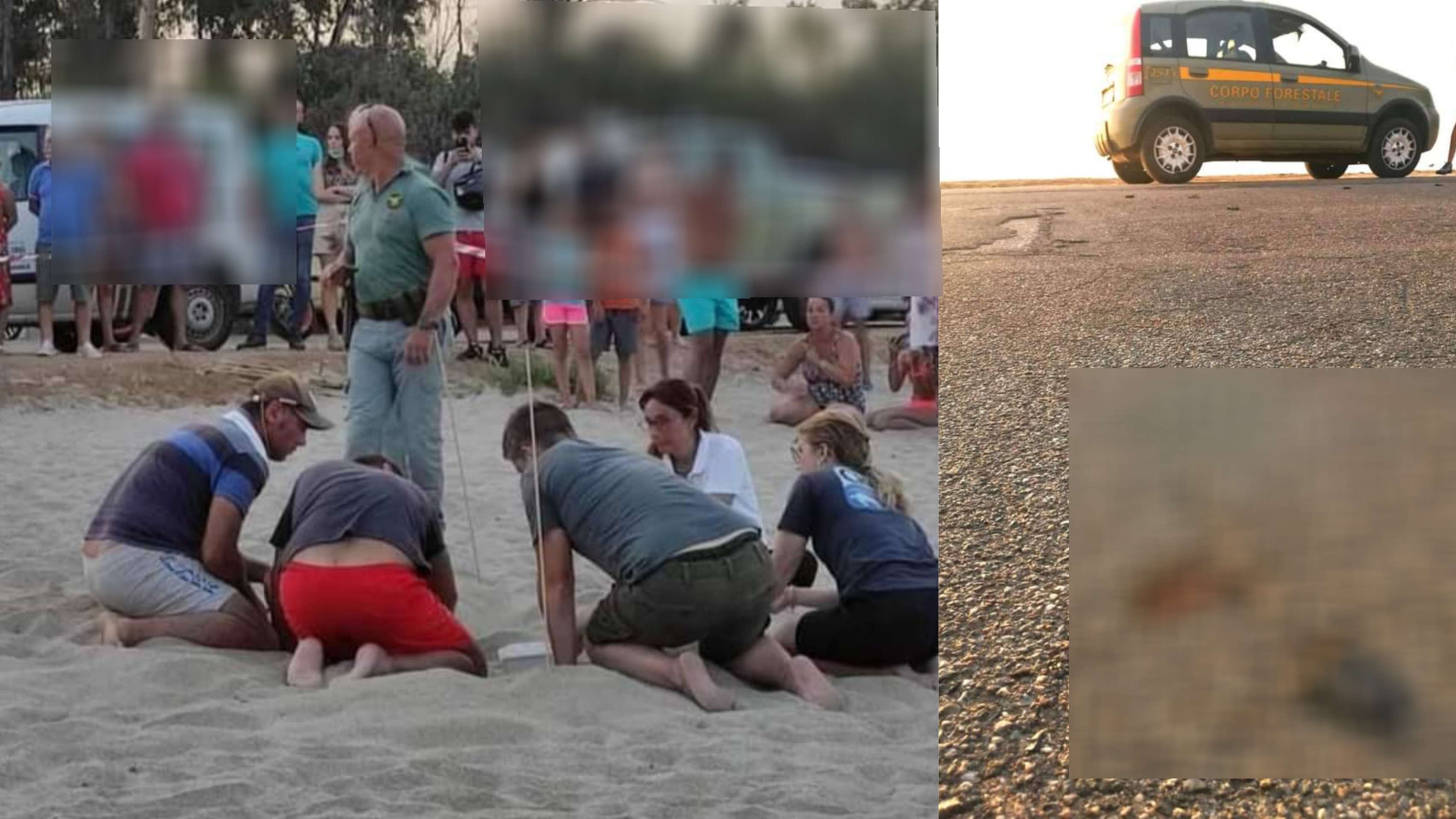 Cardedu, scoperto un nido di Caretta caretta: è l’ottavo della stagione 2021