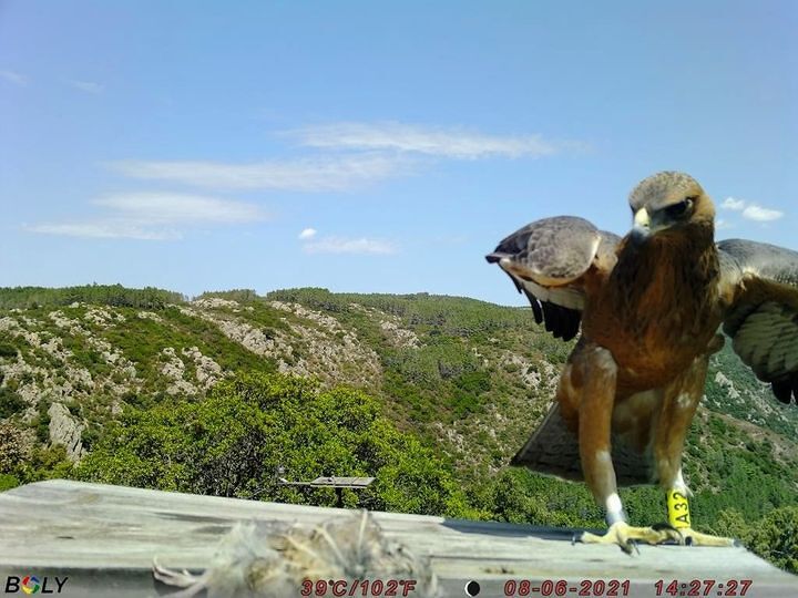 L’aquila del Bonelli battezzata ‘Babbu Mannu’ torna al posatoio di Tepilora per uno spuntino