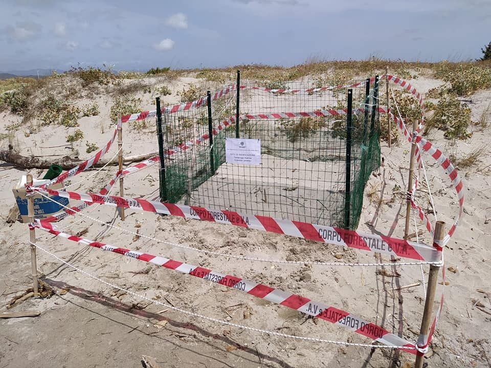 Scoperto un altro nido di tartaruga in Sardegna: stavolta la Caretta caretta ha scelto Portoscuso