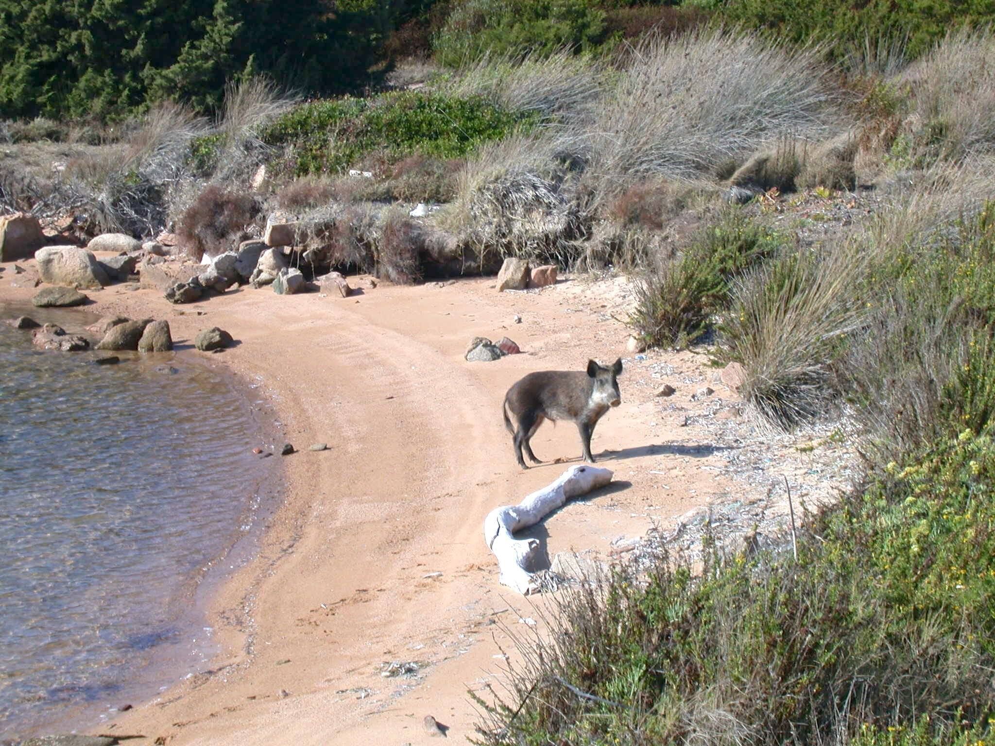 “Eradicazione dei cinghiali dal Parco di La Maddalena: necessario per proteggere la biodiversità”