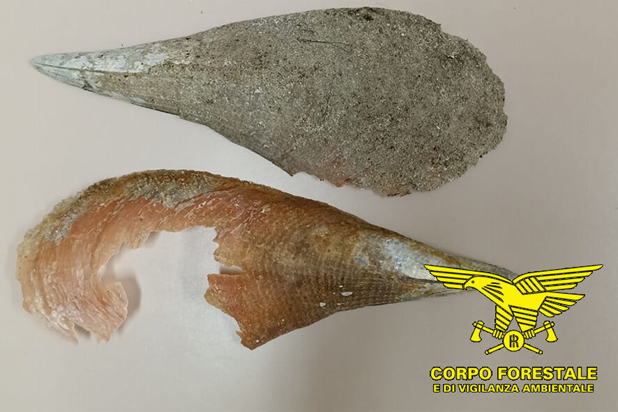 Rubano conchiglie e due Pinna nobilis dalla spiaggia di Budoni, multa da infarto per un gruppo di turisti