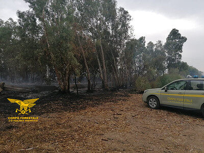 Serramanna, sorpreso mentre appicca un incendio a un bosco di eucaliptus: agricoltore in manette