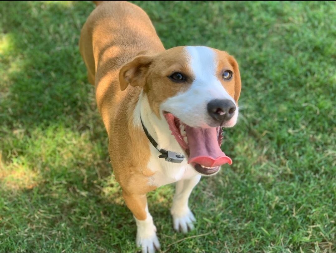 Campagna “Adotta un cane dal canile di Cagliari”: ecco la meticcia Aisha