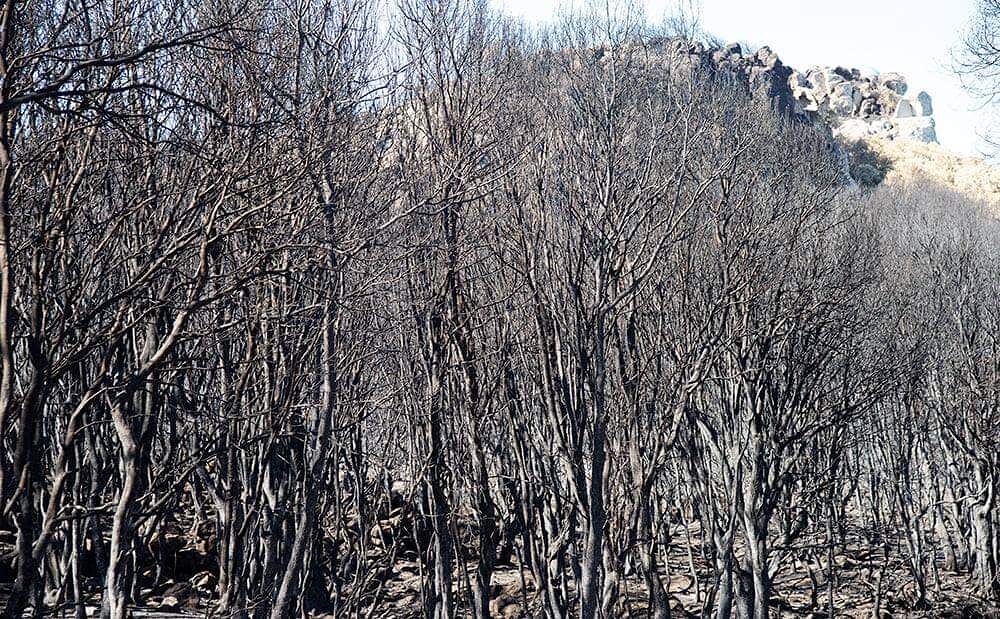 Montiferru due settimane dopo, la Lipu al lavoro per la ripresa: come rinascerà?
