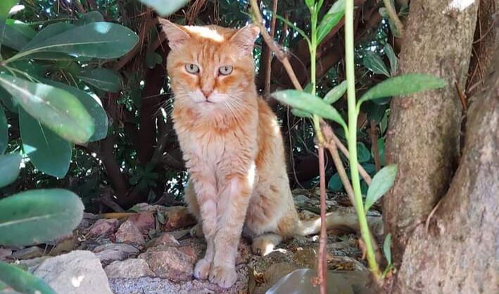 Sos da Oristano: “I miei gatti perseguitati dai turisti delle seconde case”