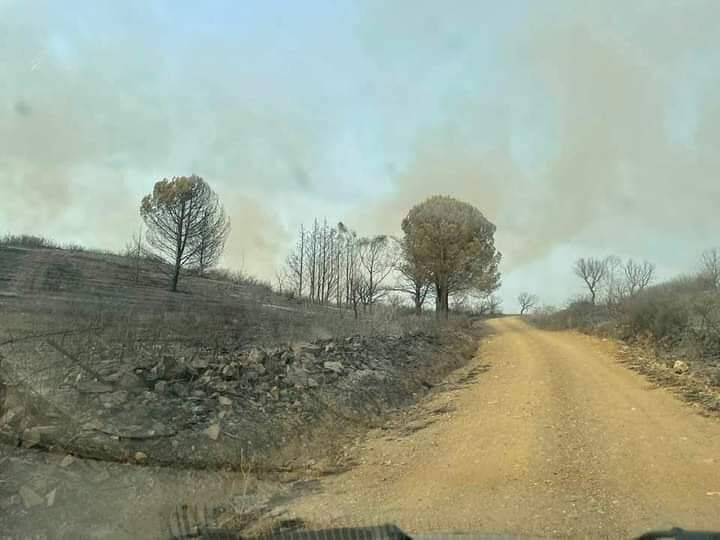 Allevatori in ginocchio e alveari distrutti, choc a Mandas dopo l’incendio: “Sdegno infinito”