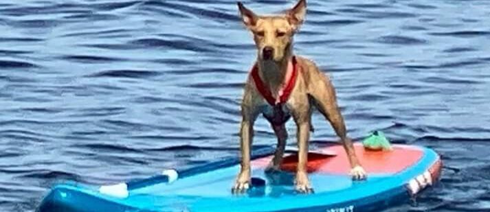 Sos per Athena, la cagnetta da barca scomparsa in Sardegna: “Per favore aiutateci a ritrovarla”