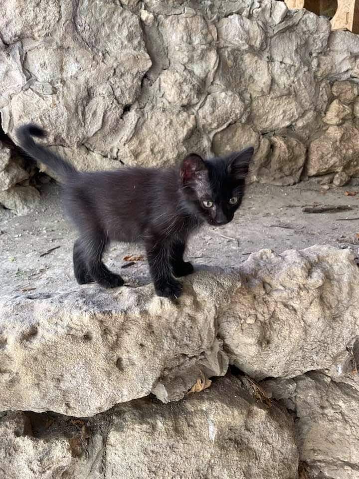 Ennesimo abbandono a Cagliari, Maria: “Golia cerca casa, aiutatemi a trovargli una famiglia”