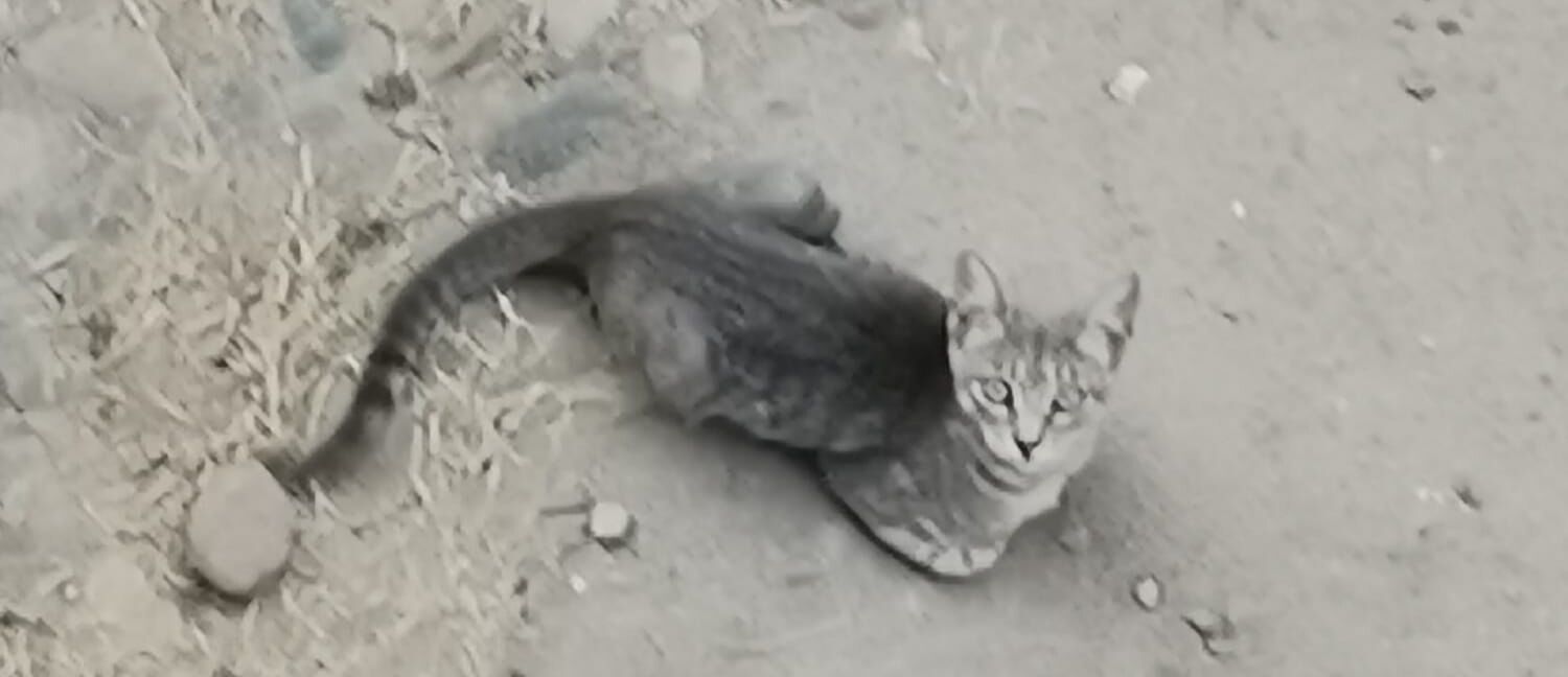 Orrore a Quartu: “Gattini cacciati con l’acqua e persino con il fuoco: chi tutela questi poveri animali?”