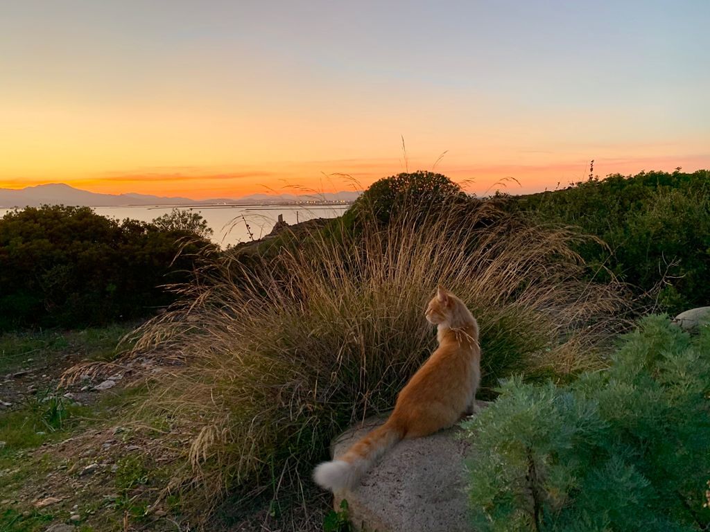 Le volontarie dei gatti del faro di Calamosca: “I nostri mici investiti al buio, aiutateci a salvarli”