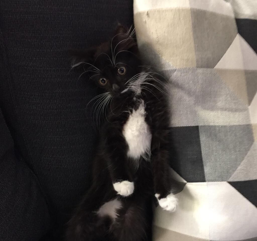 Radio Zampetta Sarda, sos da Quartu per una gattina scomparsa