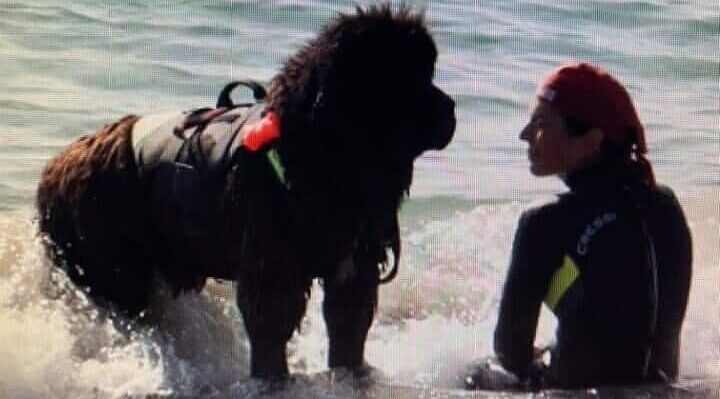 L’appello di Silvia: Cesare ha salvato un uomo in mare, accettate i nostri cani bagnino in spiaggia