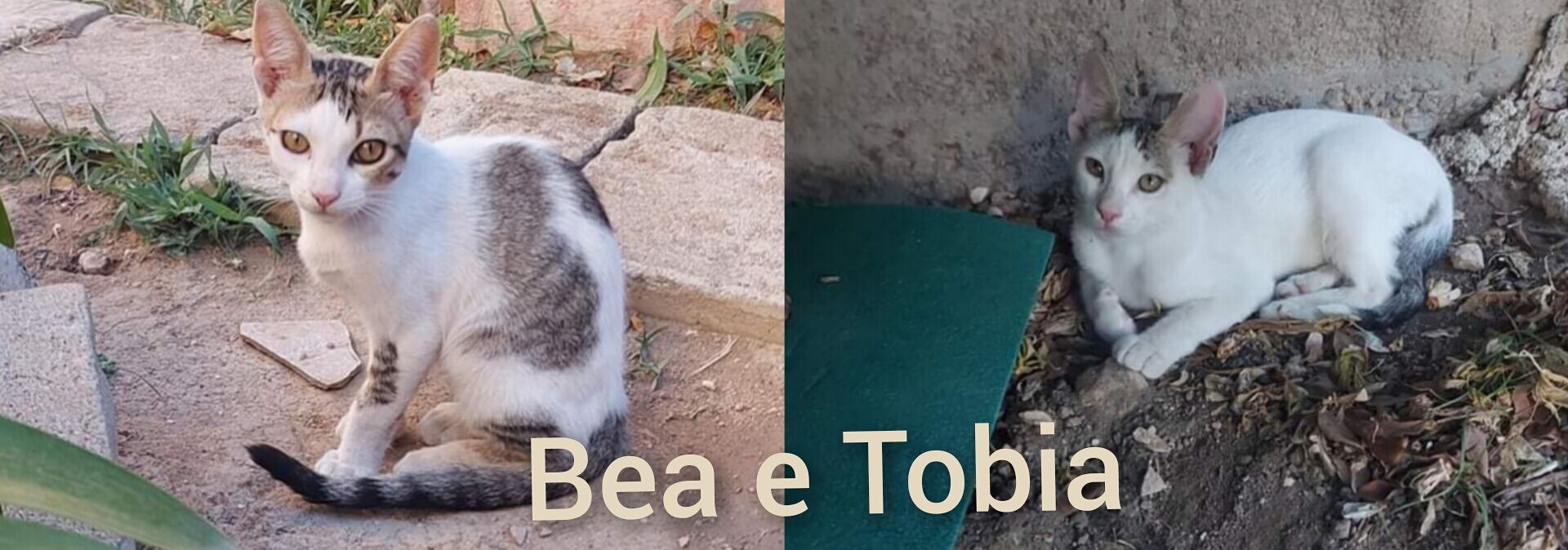 Bea e Tobia, due mici inseparabili che cercano un’adozione
