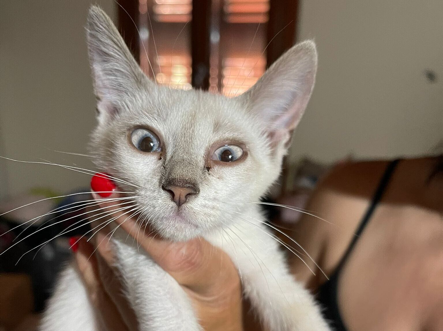 Adozione del cuore a Cagliari, bellissima siamesina cerca famiglia: chi la adotta?