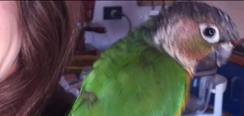 Pappagallo smarrito a Pitz’e’Serra, aiutate la sua padrona a ritrovarlo
