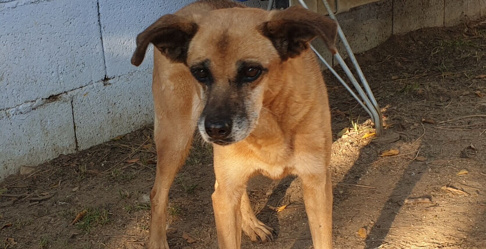 Adotta un cane dal canile di Cagliari: la dolcissima Aria aspetta una famiglia da 13 anni