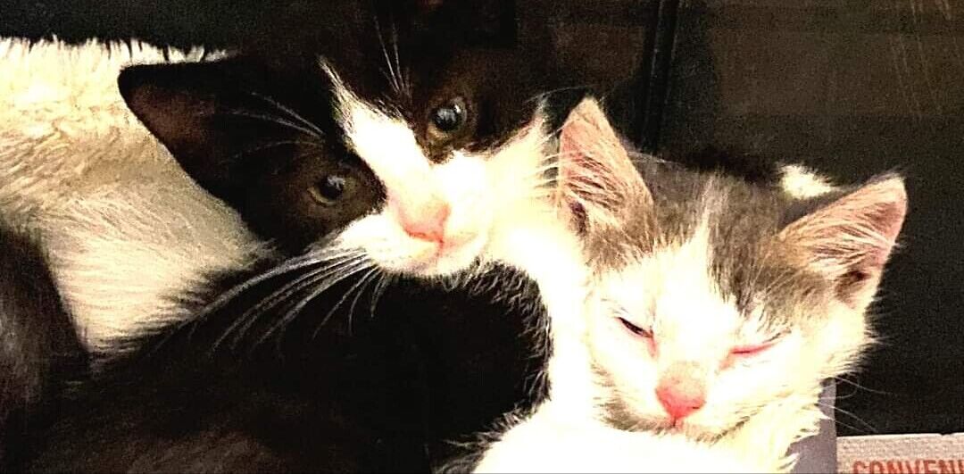 L’appello di Radio Zampetta Sarda: “Stop agli abbandoni, sono una crudeltà”