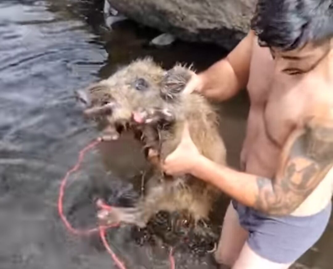 Ferito dalle fiamme, cinghiale strappato alla morte da due cacciatori nell’Oristanese