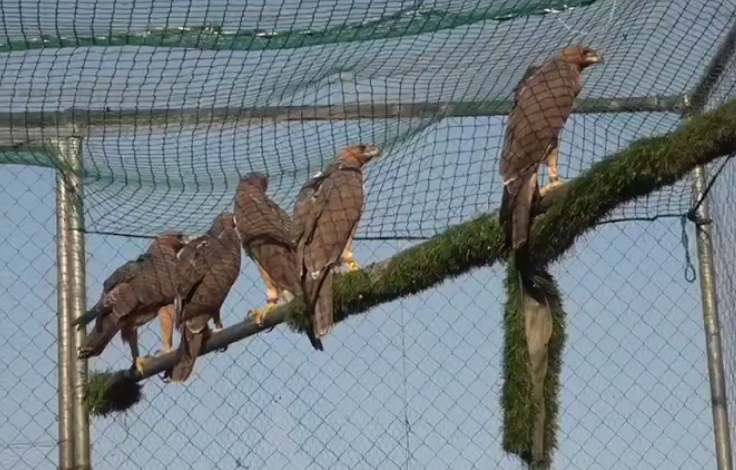 La bella notizia: al parco naturale regionale Tepilora liberate altre sei aquile del Bonelli