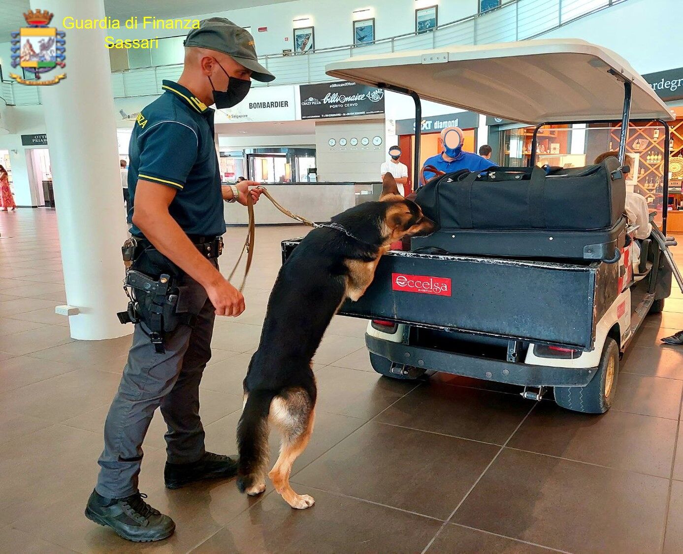 Grizzly, il cash dog della finanza fiuta il denaro non dichiarato di un turista all’aeroporto di Olbia