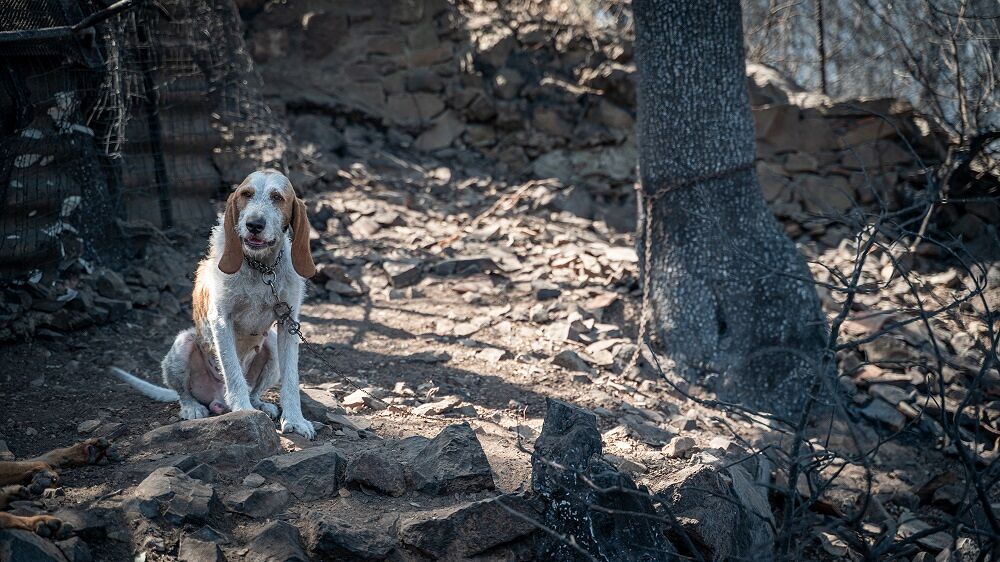 Lav, incendi in Sardegna: “Molti cani morti perché legati alla catena”