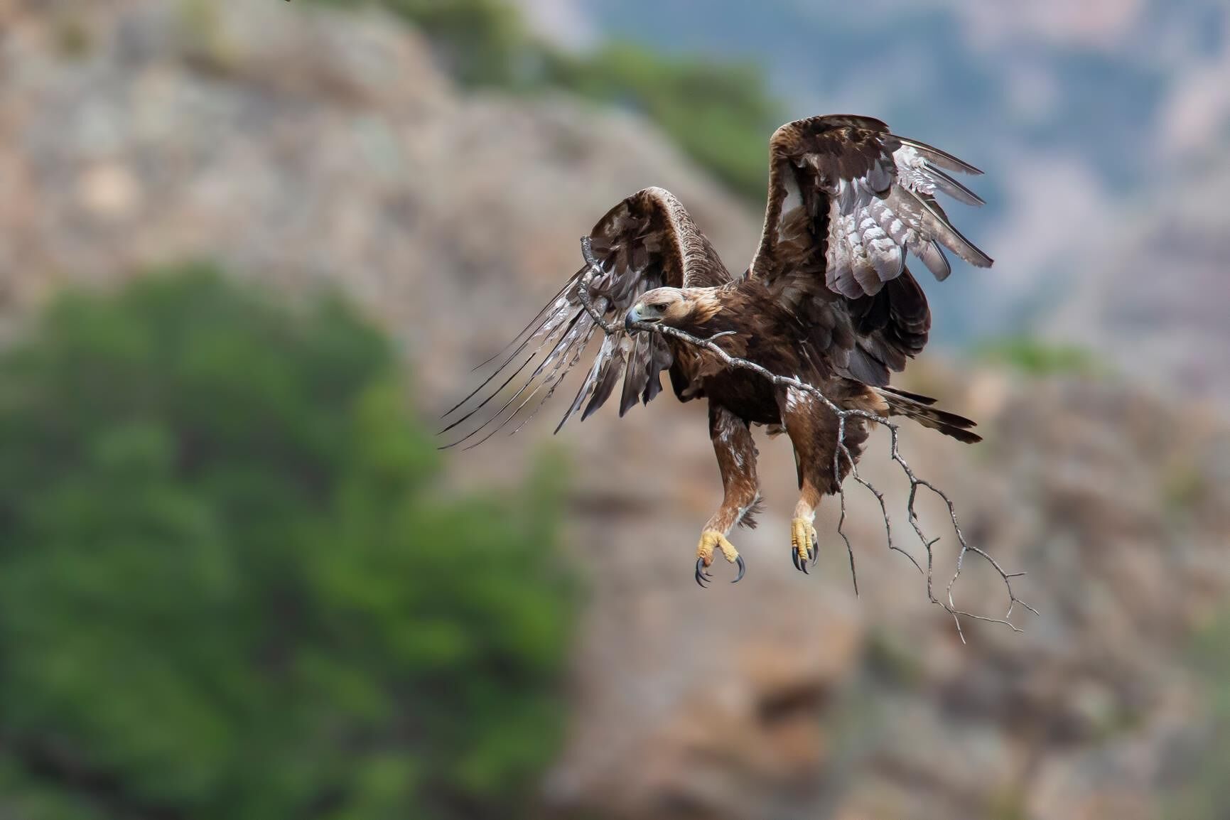 Liberi di volare: al Mut di Stintino una mostra dedicata ai rapaci della Sardegna