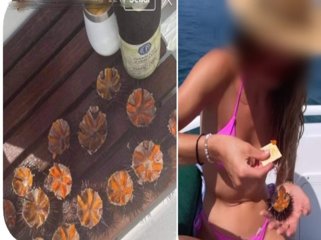 “Barbari in Sardegna, pescano e mangiano ricci nelle aree marine protette: questi scellerati vanno bloccati”