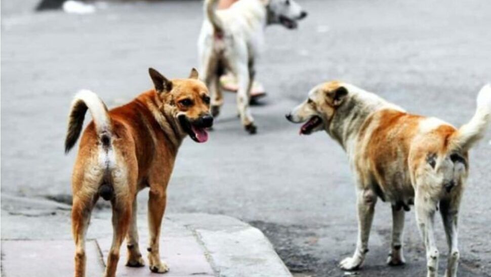 Parte a Quartu la strategia anti randagismo: sterilizzazione gratuita dei cani