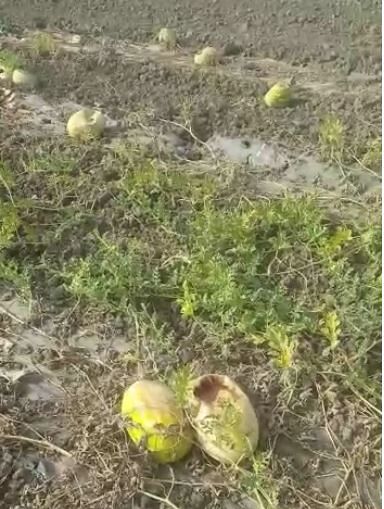 Nord Sardegna, l’allarme di Coldiretti: “100 ettari di angurie e meloni distrutti dalle cornacchie”