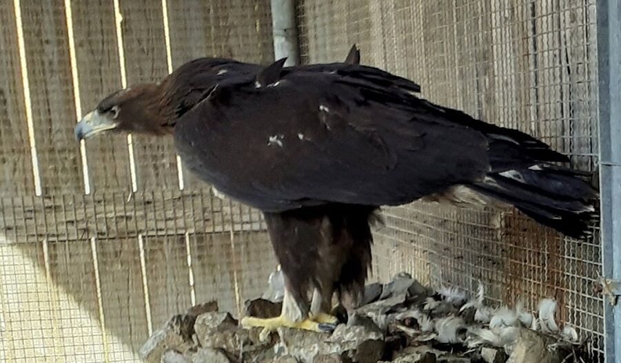 Disidratata e malnutrita a causa degli incendi, salvata un’aquila reale nel Sulcis