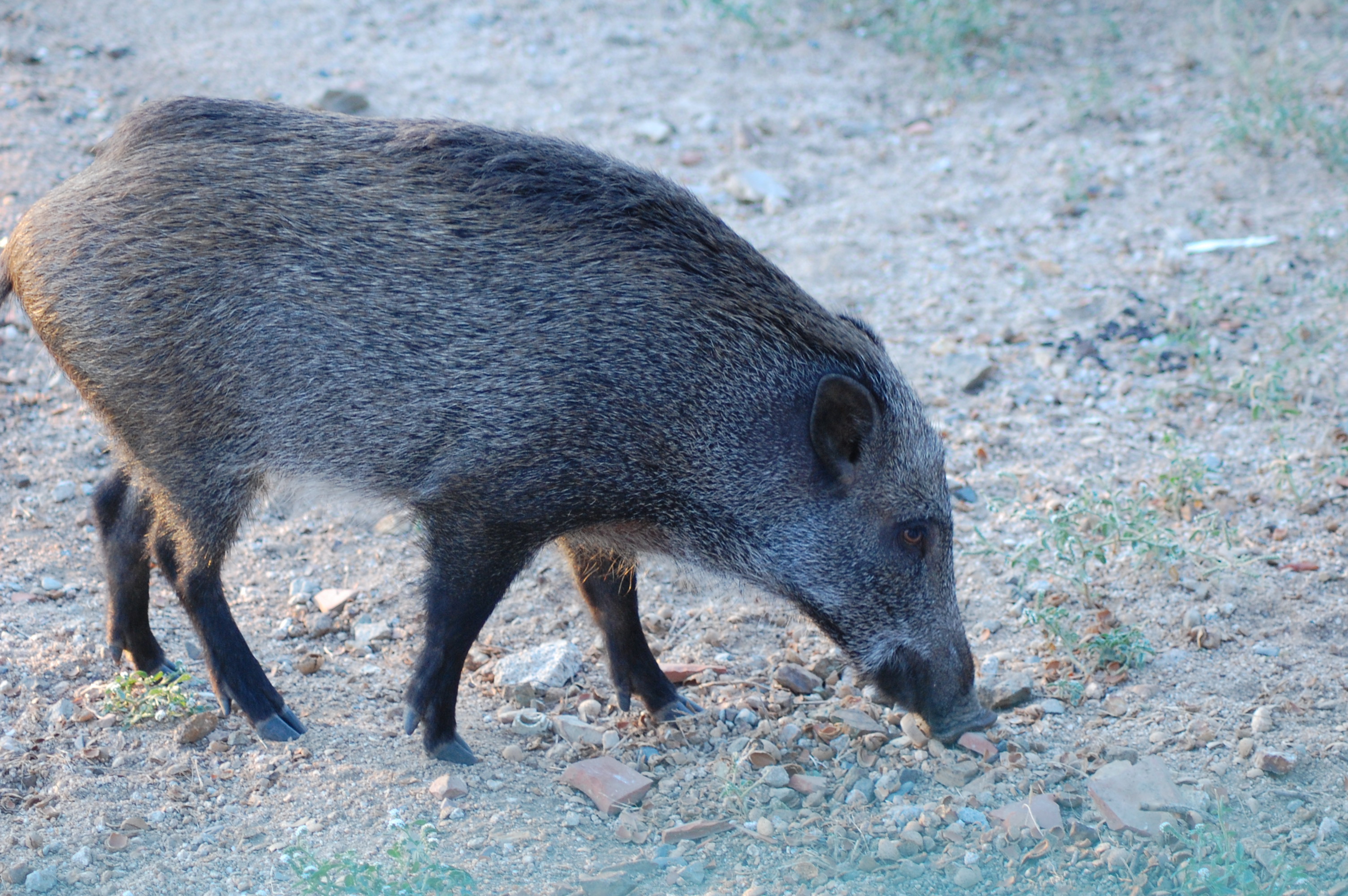Saranno abbattuti e catturati, addio ai cinghiali al parco di La Maddalena