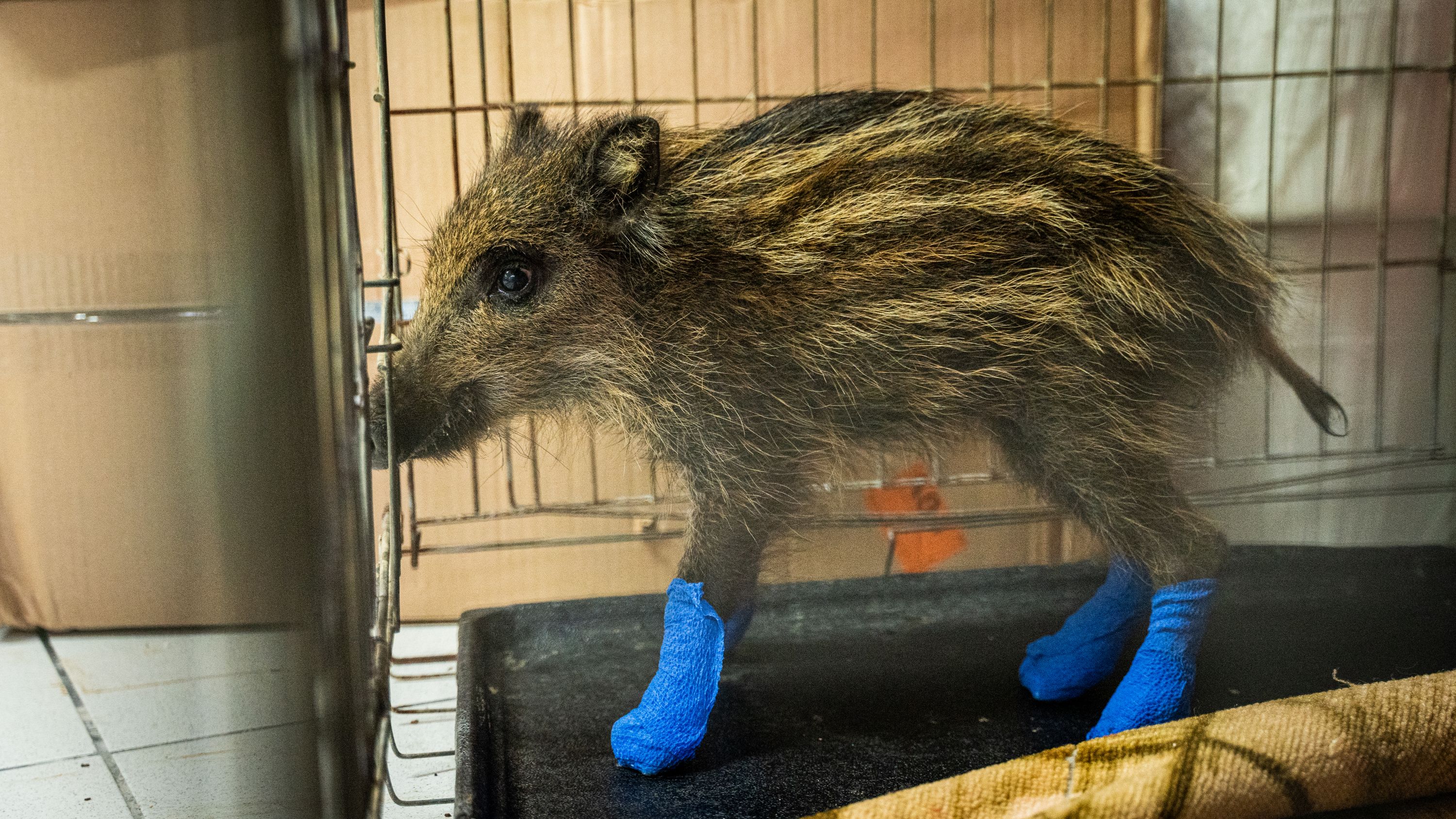 Appello degli animalisti a Solinas: “Niente caccia per un anno in Sardegna”