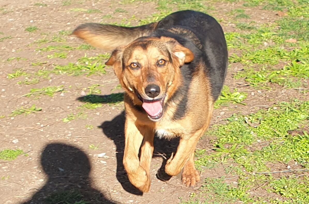 Canile di Cagliari, adottiamo la meravigliosa Elsa: “Un vulcano di energia, adora l’acqua e le carezze”