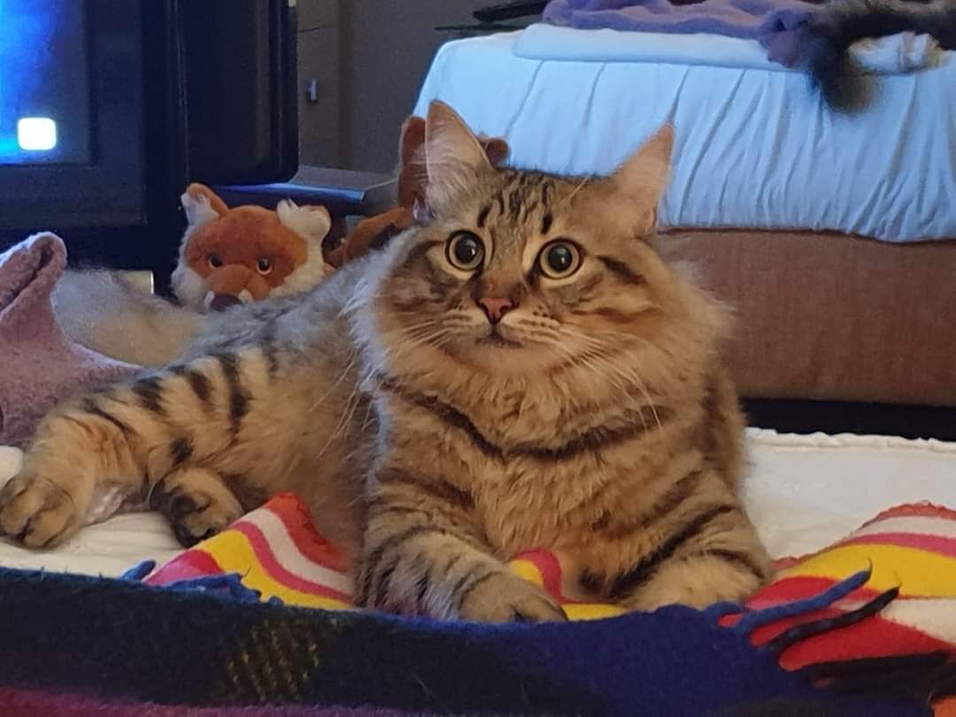 Bosa, Leon si è smarrito in zona Tentizzos: l’appello per ritrovarlo a Radio Zampetta Sarda